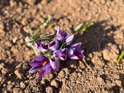 کشت زعفران در کردستان به ۱۰۰ هکتار رسید؛ طلای سرخ نماد پویایی کشاورزی