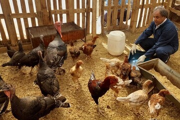 سرگزی: ۳۸۸ هزار طیور علیه بیماری نیوکاسل در جنوب شرق کشور واکسینه شدند