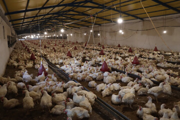 فرماندار دشتی: ۲۵۰۰ تن گوشت مرغ در شهرستان تولید شد