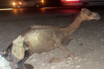 برخورد پراید با شتر در جاده جاسک میناب بدون تلفات جانی