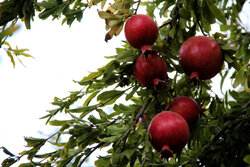 باغ‌های بهشهر؛ گنجینه‌ای از انارهای ارگانیک و صادراتی