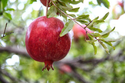 هوشمند: تولید انار در ابرکوه نسبت به سال قبل ۴۰ درصد کاهش یافت