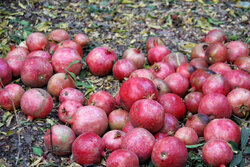 عزیزان:برداشت یاقوت سرخ در سطح ۳۰۰ هکتار از اراضی عرب رودبار آغاز شد