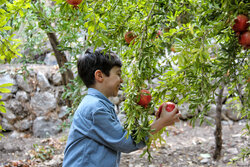 افزایش تولید انار در کرمانشاه به ۱۵ تن در هر هکتار