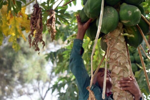 شهرستان سرباز؛ قطب نوظهور تولید میوه استوایی «پاپایا»