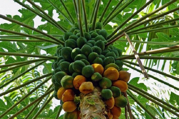 شهرستان سرباز؛ قطب نوظهور تولید میوه استوایی «پاپایا»