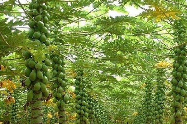 شهرستان سرباز؛ قطب نوظهور تولید میوه استوایی «پاپایا»