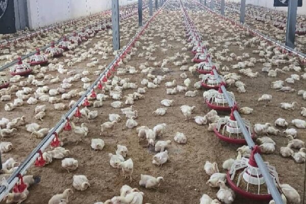 محمدی: جوجه ریزی در واحدهای نیمچه گوشتی گیلان ۱۷ درصد رشد داشته است محمدی: جوجه ریزی در واحدهای نیمچه گوشتی گیلان ۱۷ درصد رشد داشته است