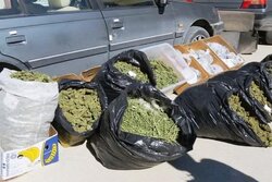 ۱۸۱ کیلوگرم ماری جوانا در لالی کشف شد