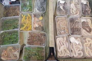 کشف ۱۳ مار و مارمولک در یکی از آکواریوم‌فروشی‌های تهران
