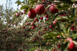 زێڕی سووری مەراغە