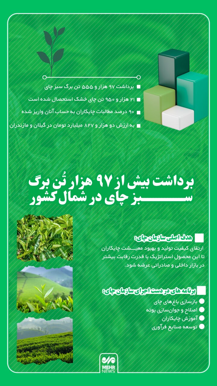 اینفوگرافیک؛ برداشت بیش از ۹۷ هزار تُن برگ سبز چای در شمال کشور