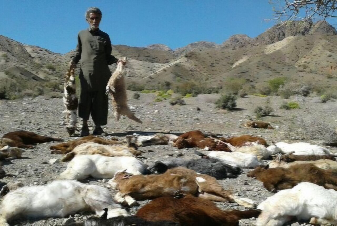 گرگ ها در هوراند ۶۰ راس بز را تلف کردند گرگ ها در هوراند ۶۰ راس بز را تلف کردند