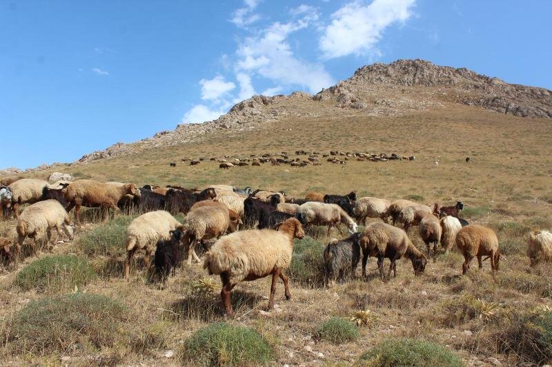 یوسفیان:برخورد بافعالیت دلالان غیرمجاز دام در آران وبیدگل ضروری است یوسفیان:برخورد بافعالیت دلالان غیرمجاز دام در آران وبیدگل ضروری است