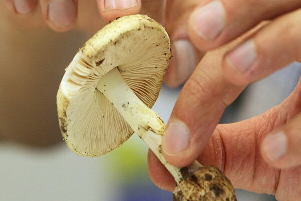 مصرف این نوع قارچها ممکن است برای سلامتی شما خطرناک باشد! – خبرگزاری مهر | اخبار ایران و جهان مصرف این نوع قارچها ممکن است برای سلامتی شما خطرناک باشد! – خبرگزاری مهر | اخبار ایران و جهان