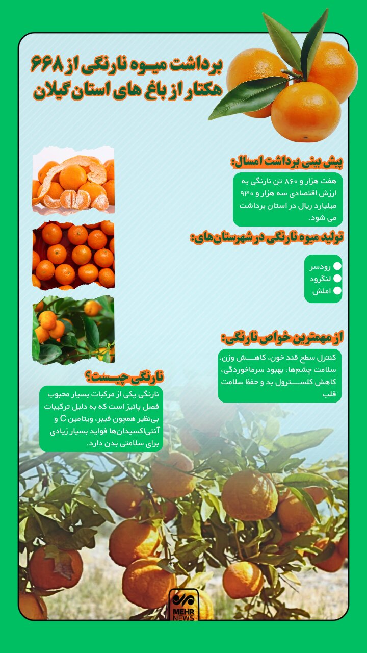 اینفوگرافیک؛ عطر نارنگی پاییز در باغات گیلان پیچید