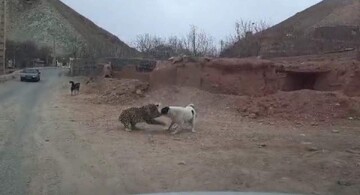 تشریح ماجرای درگیری پلنگ ایرانی با سگ‌های گله در پاوه