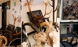 تاکسیدرمی‌های حیات وحش از منازل شکارچیان سابقه‌دار اصفهان جمع آوری شد