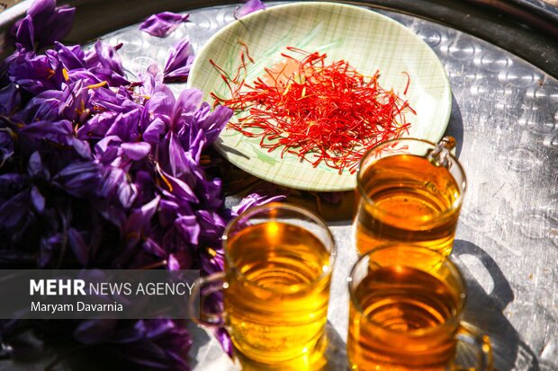 برداشت «طلای سرخ» از مزارع خراسان‌شمالی