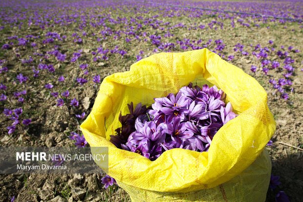 برداشت «طلای سرخ» از مزارع خراسان‌شمالی