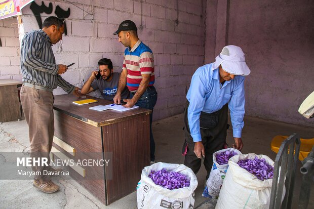 برداشت «طلای سرخ» از مزارع خراسان‌شمالی