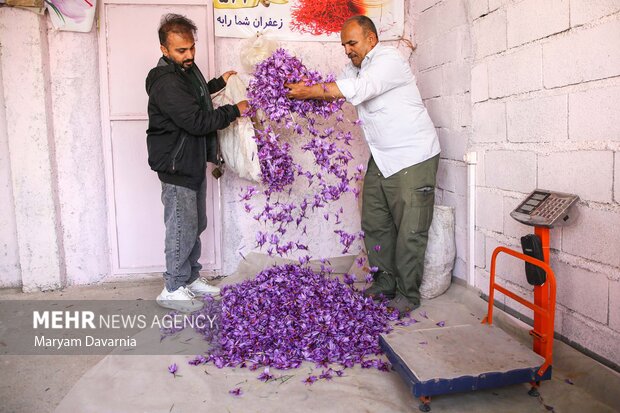 برداشت «طلای سرخ» از مزارع خراسان‌شمالی