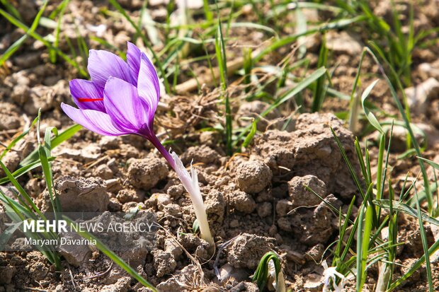 برداشت «طلای سرخ» از مزارع خراسان‌شمالی
