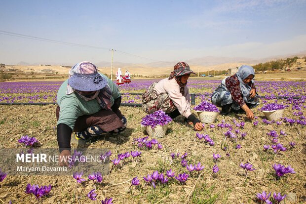 برداشت «طلای سرخ» از مزارع خراسان‌شمالی