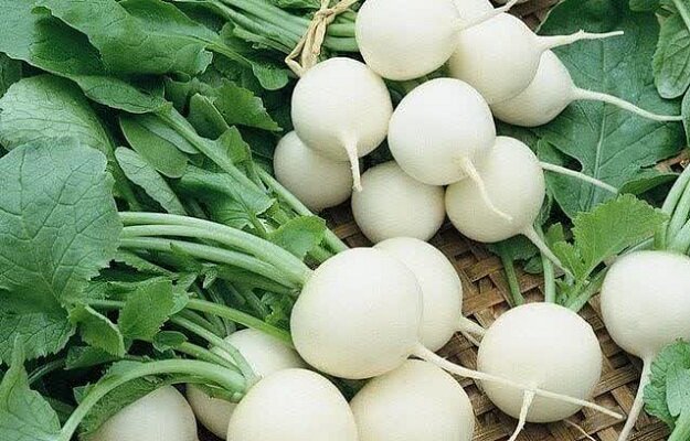 آغاز برداشت ترب سفید از اراضی کشاورزی تالش