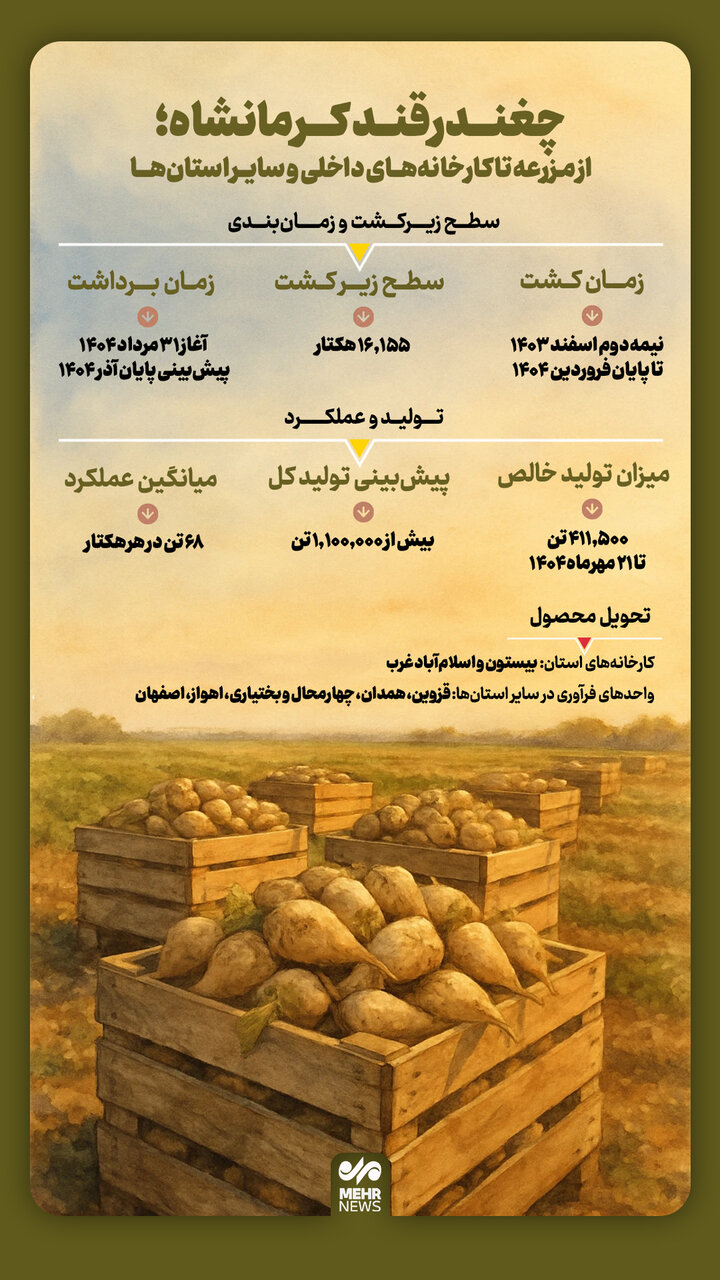 اینفوگرافیک؛ چغندرقند کرمانشاه از مزرعه تا کارخانه‌ها