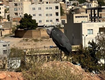 یوسف‌پور:حواصیل خاکستری در مهدیشهر مشاهده شد؛ ضرورت توجه به غنای زیستی