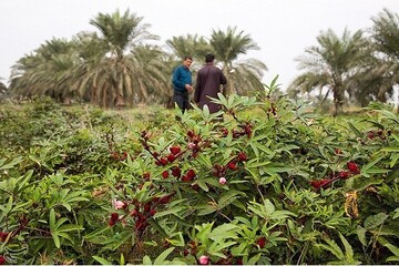 تولید گیاهان دارویی سیستان و بلوچستان به بیش از ۳۲ هزار تن رسید
