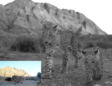 حضور ۳ پلنگ ایرانی در پناهگاه حیات وحش عباس آباد ثبت شد