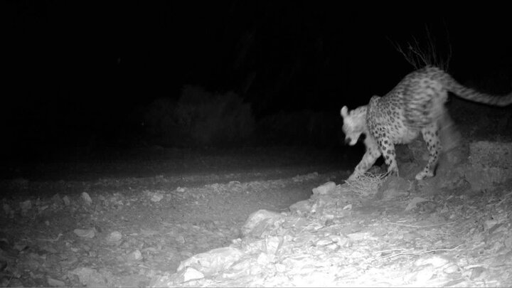 حضور ۳ پلنگ ایرانی در پناهگاه حیات وحش عباس آباد ثبت شد