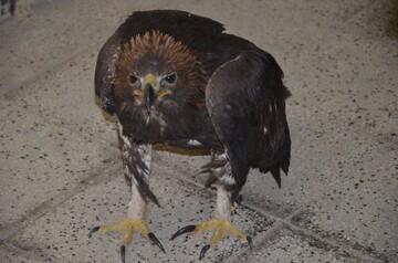 عرب: کشف یک بهله پرنده شکاری کمیاب در دامغان؛ ۳ نفر دستگیر شدند