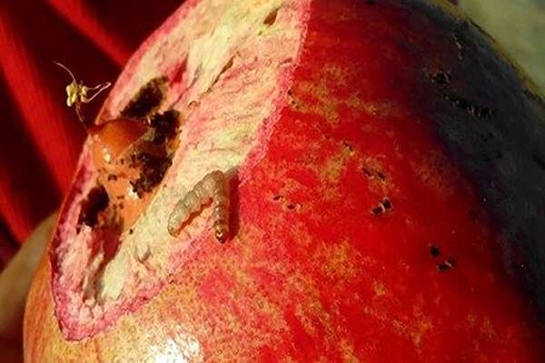 خزان یاقوت چترود؛ آفتی که گلوی کشاورز را فشار می‌دهد