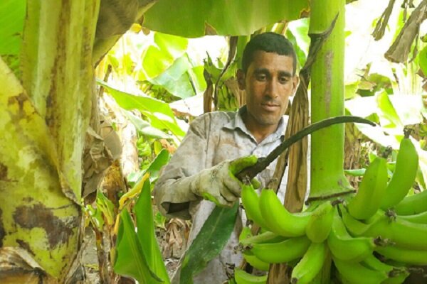 زرآباد؛ پایتخت «موز» ایران در سواحل مکران