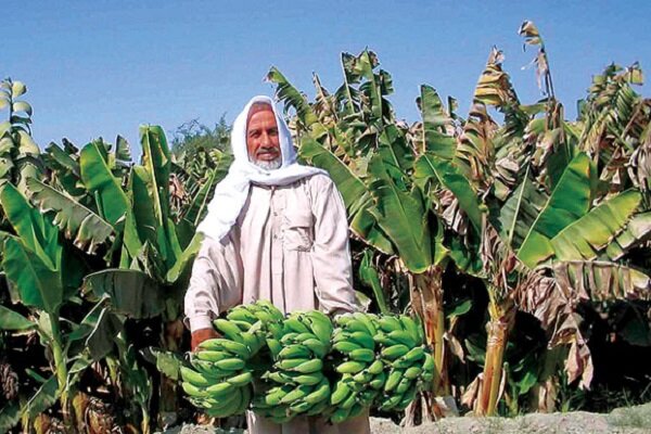 زرآباد؛ پایتخت «موز» ایران در سواحل مکران