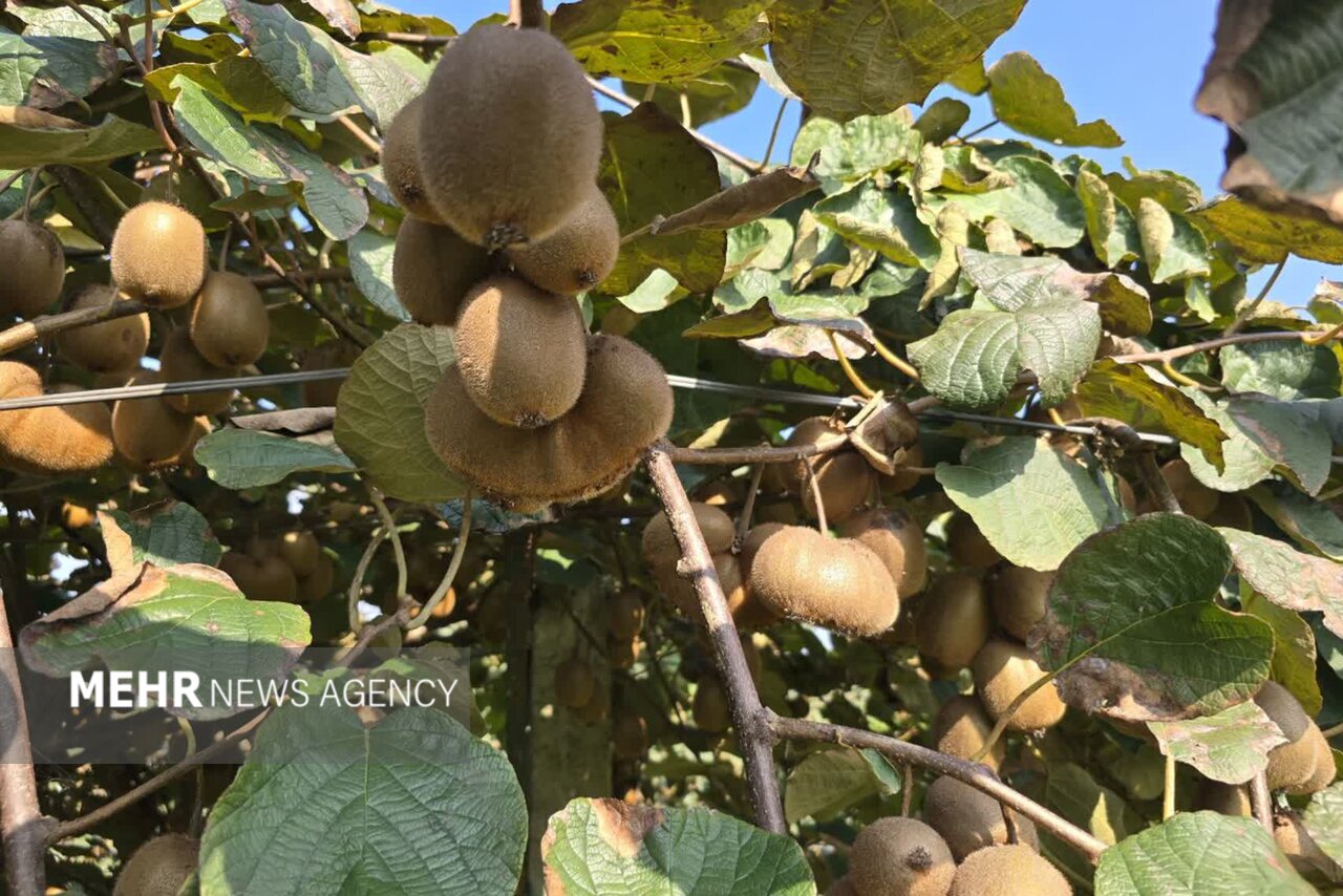 گلشن: کیوی لنگرود ظرفیت صادراتی بالایی دارد گلشن: کیوی لنگرود ظرفیت صادراتی بالایی دارد