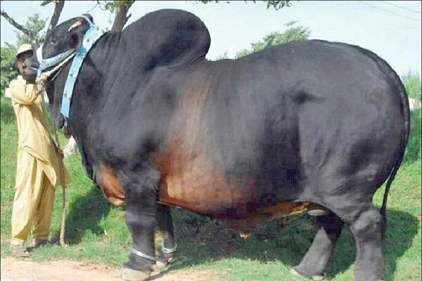 نژاد گاو اصیل سیستانی؛ میراث ژنتیکی ایران و ستون اقتصاد بومی 5