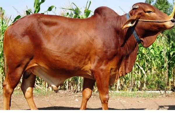 نژاد گاو اصیل سیستانی؛ میراث ژنتیکی ایران و ستون اقتصاد بومی