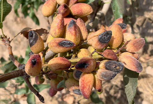 پسته بر روی درختان باغهای راور خشک شد