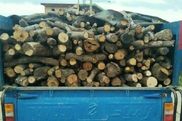 برداشت غیرمجاز چوب و گیاهان دارویی در رودان ممنوع شد