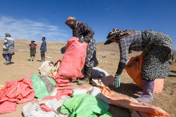 Kadınların bilek gücü; İran'da patates hasadı