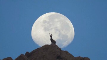 کوه دوباره نفس کشید؛ حفاظت جوانان از بلندترین قله استان بوشهر