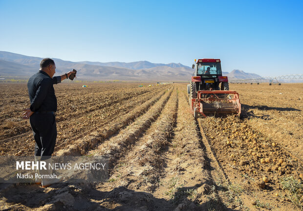فیروزکوه؛ قطب تولید سیب‌زمینی و نقطه شروع توانمندسازی زنان
