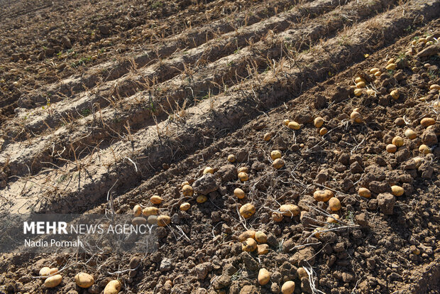 فیروزکوه؛ قطب تولید سیب‌زمینی و نقطه شروع توانمندسازی زنان