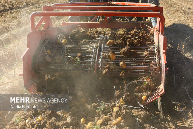 فیروزکوه؛ قطب تولید سیب‌زمینی و نقطه شروع توانمندسازی زنان