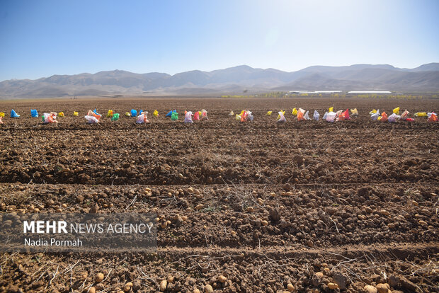 فیروزکوه؛ قطب تولید سیب‌زمینی و نقطه شروع توانمندسازی زنان