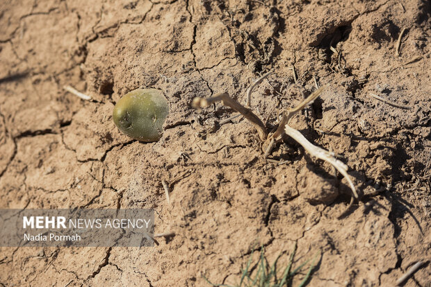 فیروزکوه؛ قطب تولید سیب‌زمینی و نقطه شروع توانمندسازی زنان